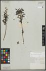 Foto von Salix purpurea L. x Salix viminalis L.